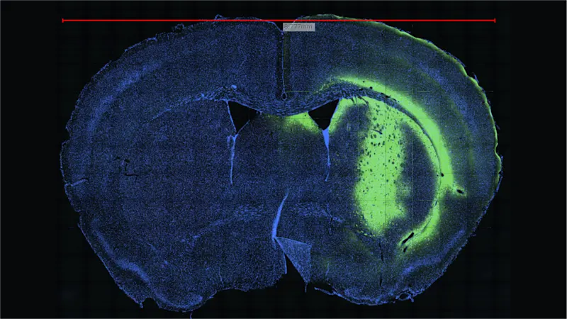 Cross-section of a brain in millimeter scale