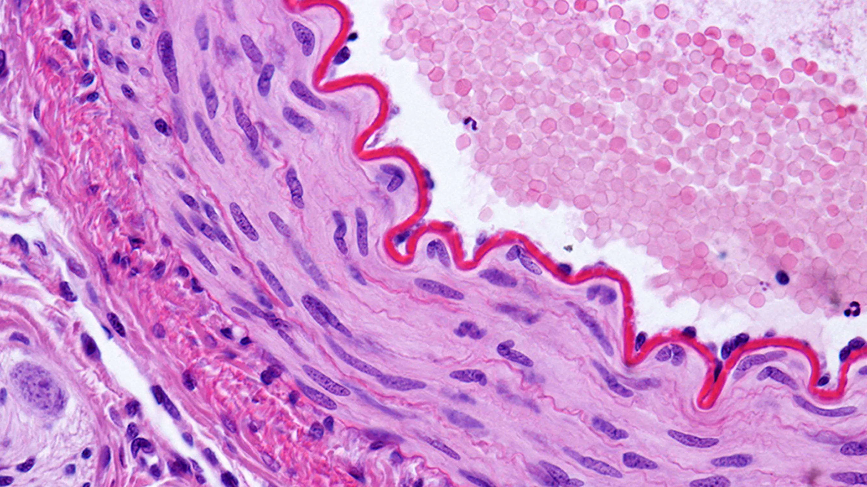 Medical & Life Sciences