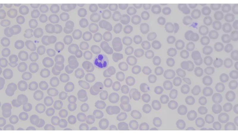 Immagine con regolazione del colore magenta nell'Operatore a 6 Assi