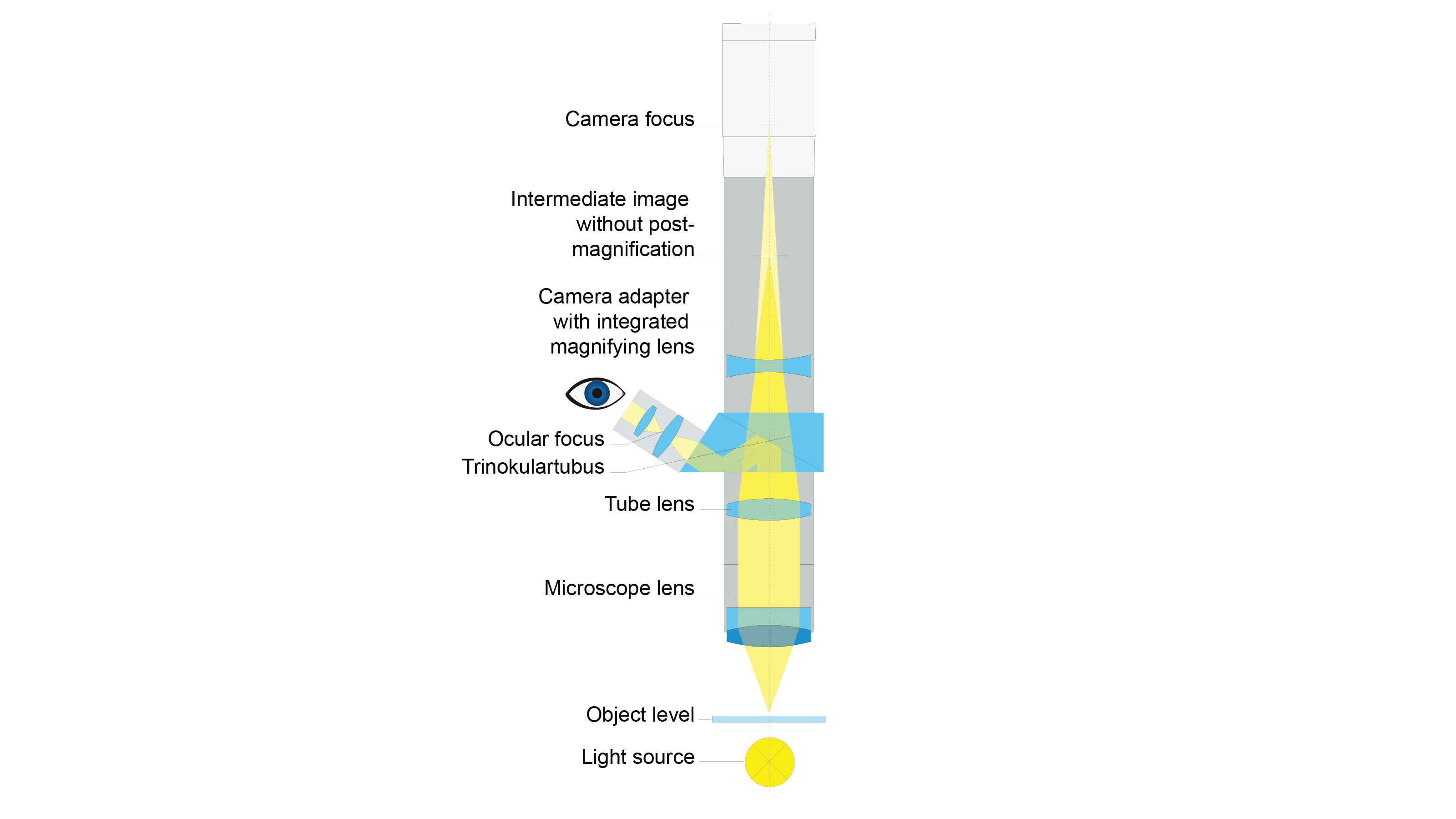 Adapting a digital camera to a microscope