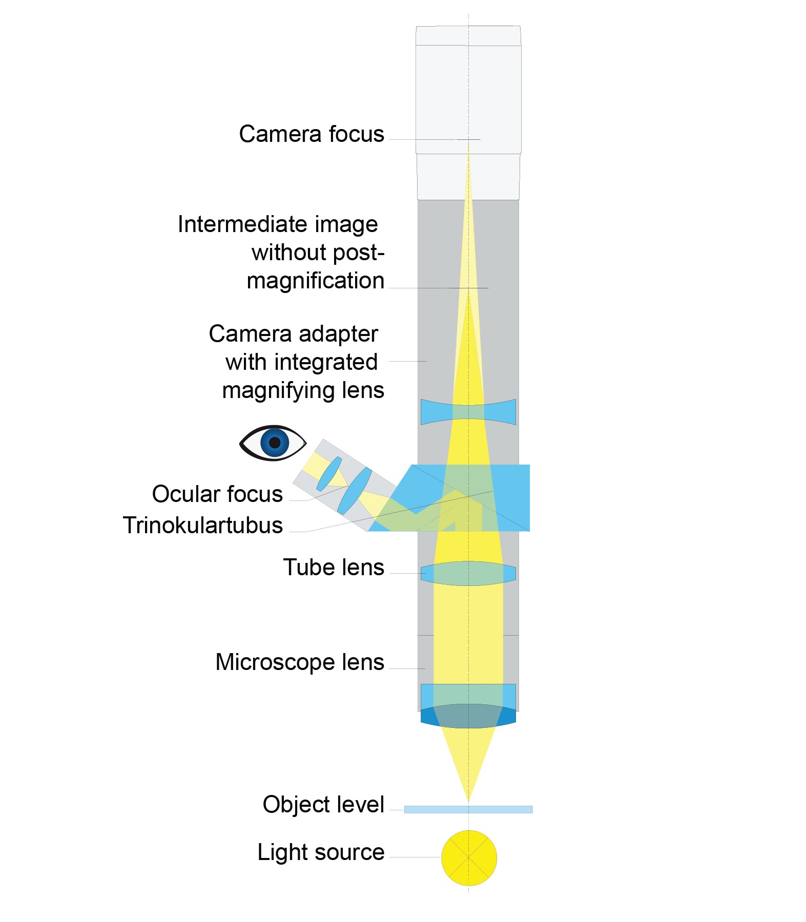 デジタルカメラと顕微鏡の接続
