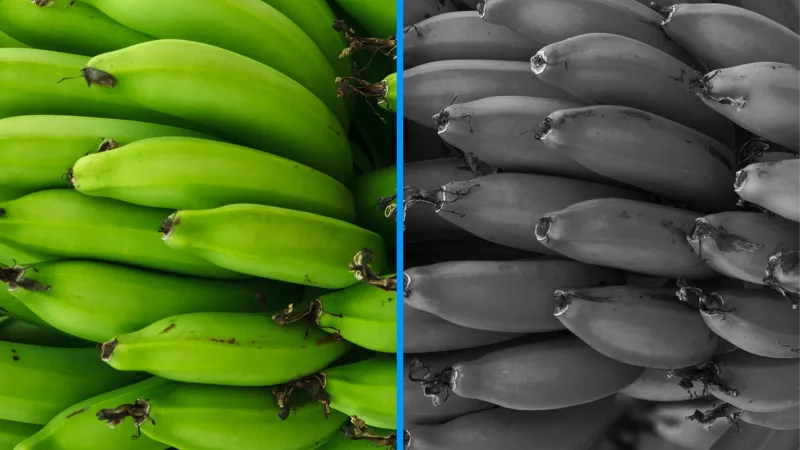 Bananen - Entscheidung Nr. 2: Monochrom- oder Farbkamera?