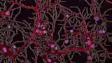 Cross-section of a brain in nanometer scale
