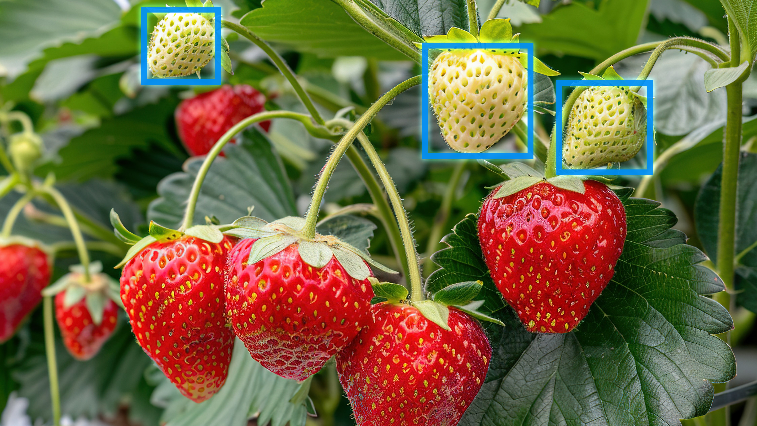 La teneur en sucre des fruits peut être déterminée avec précision par la technologie SWIR
