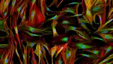 형광 현미경 (Fluorescence Mcroscopy)