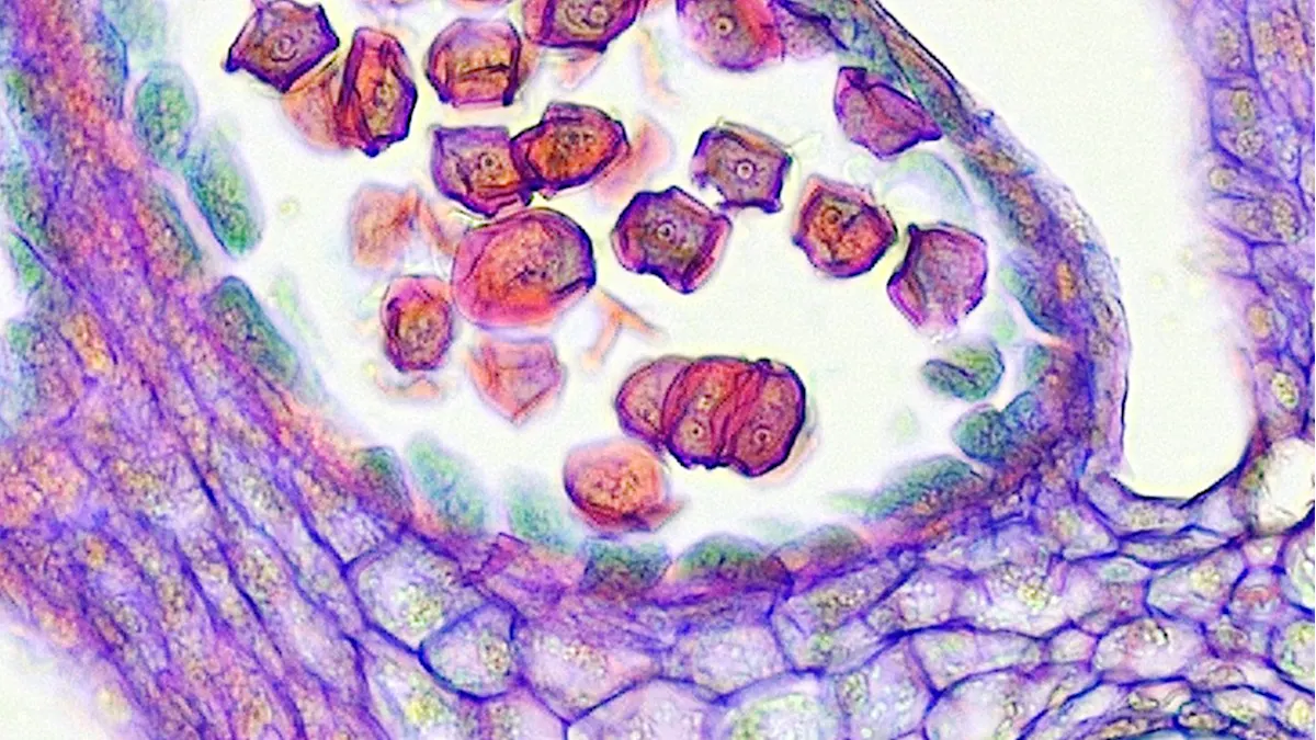 Image with PGI