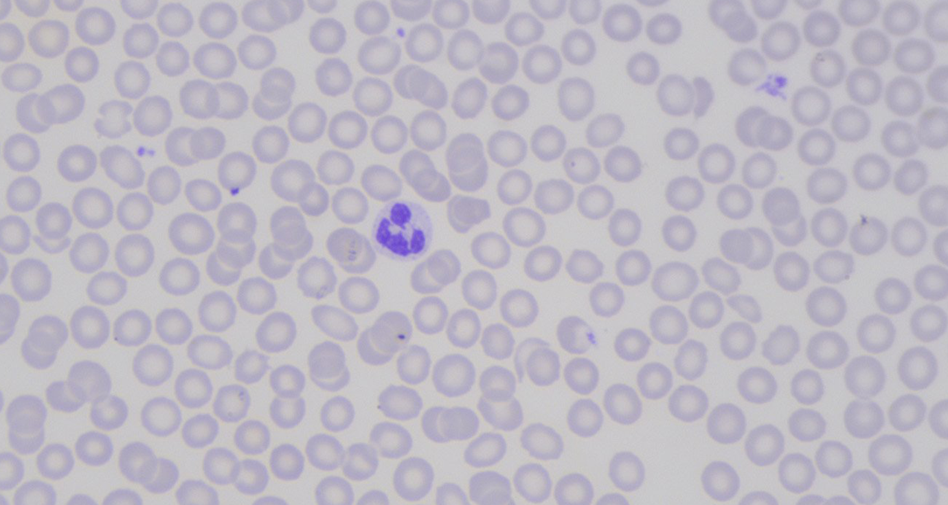 Immagine con regolazione del colore magenta nell'Operatore a 6 Assi